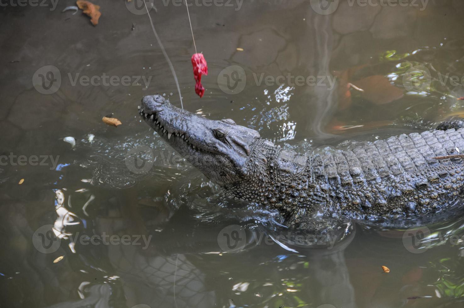 Crocodile eating close-up photo