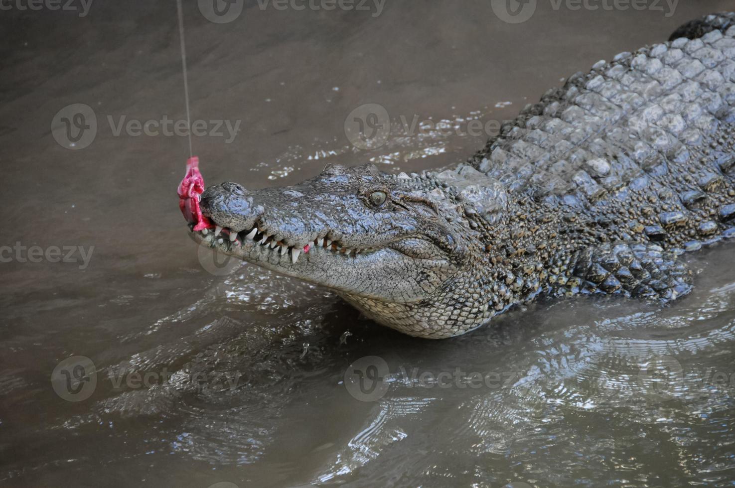 Crocodile eating close-up photo