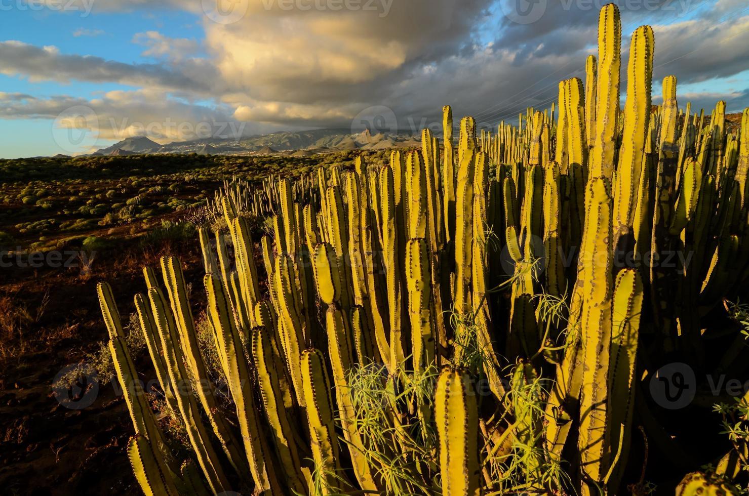 vista del desierto con cactus foto