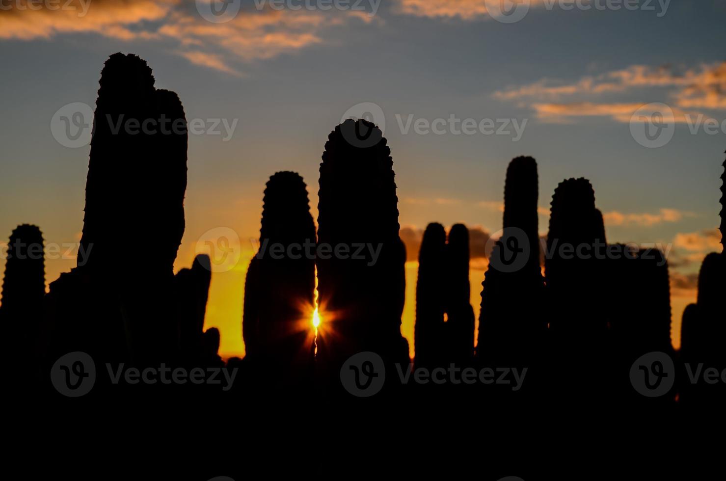 Desert view with cactus photo