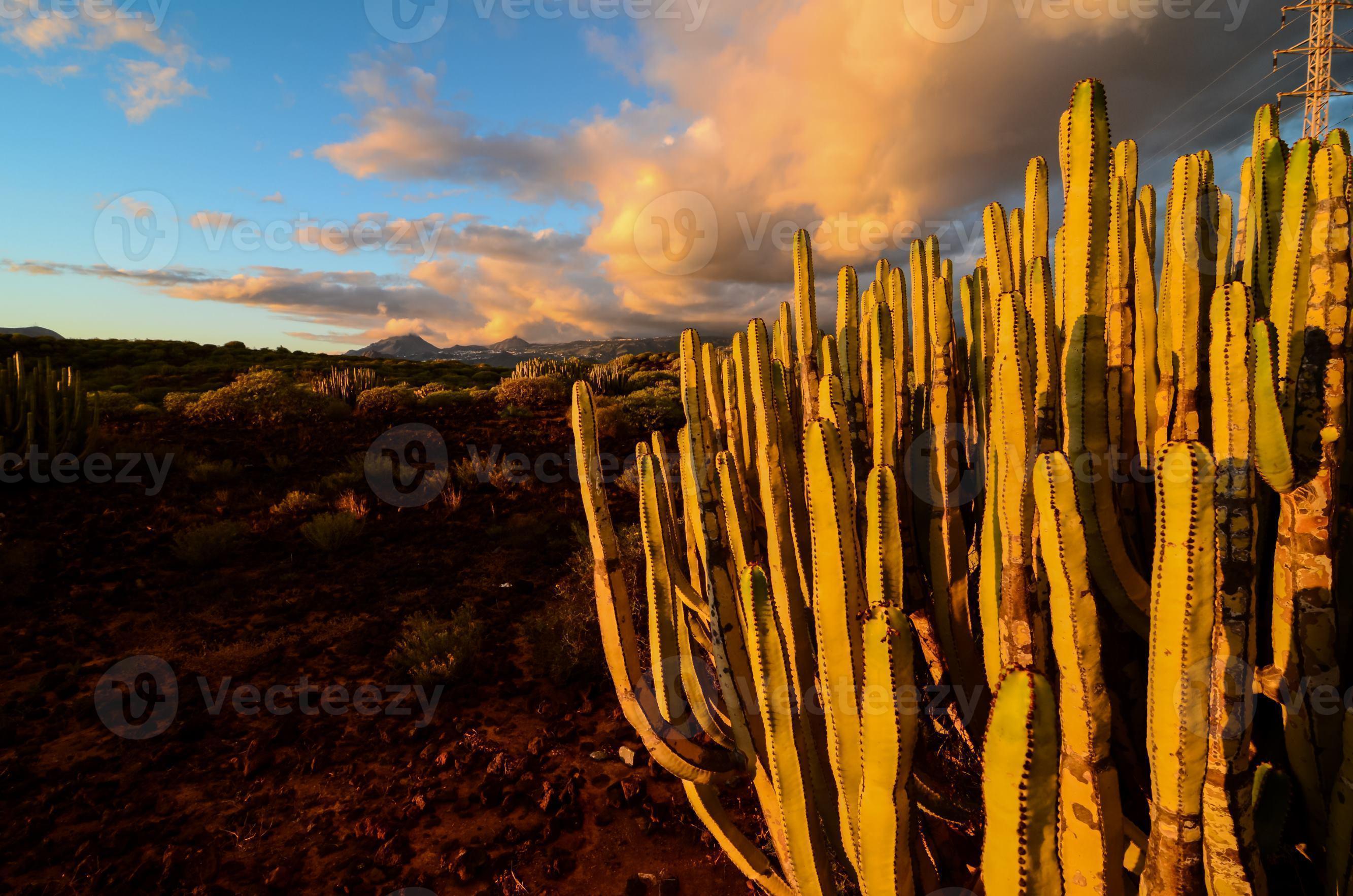 Desert view with cactus 17645560 Stock Photo at Vecteezy