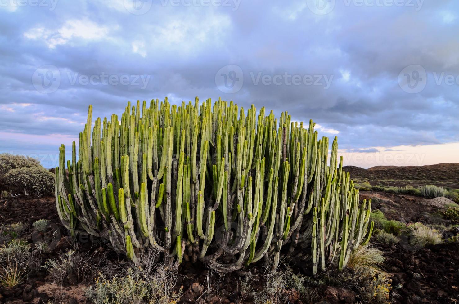 Desert view with cactus photo