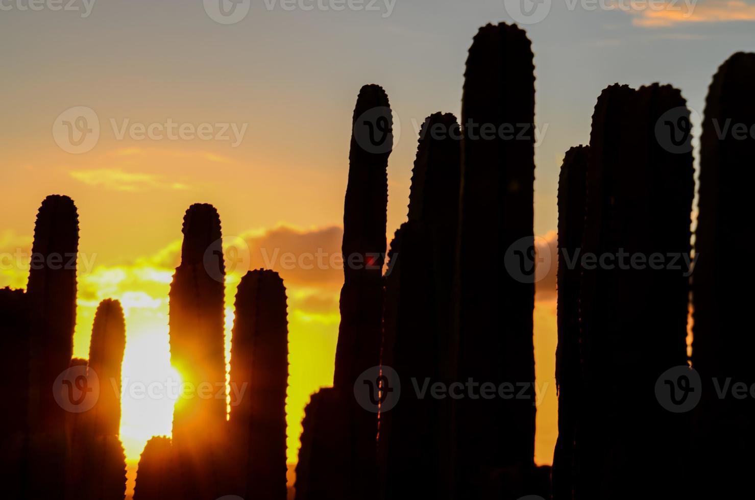 Desert view with cactus photo