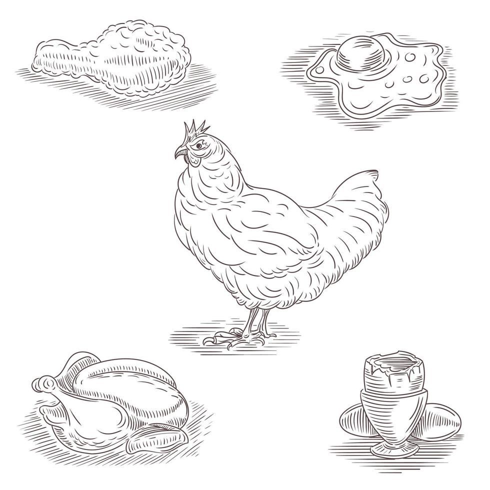 conjunto de dibujos a mano sobre el tema del pollo. vector
