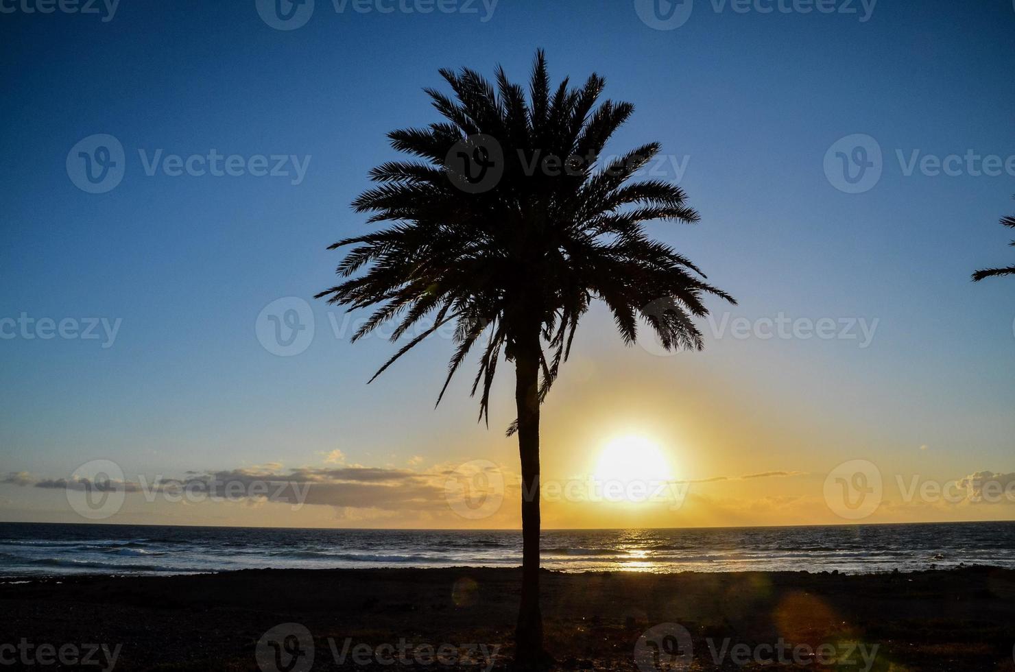 View with palm tree photo