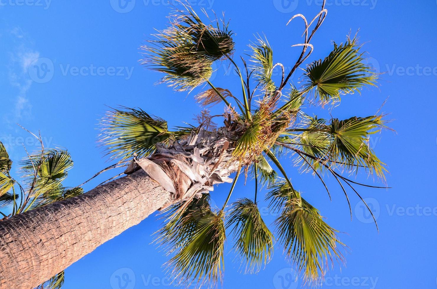 View with palm tree photo