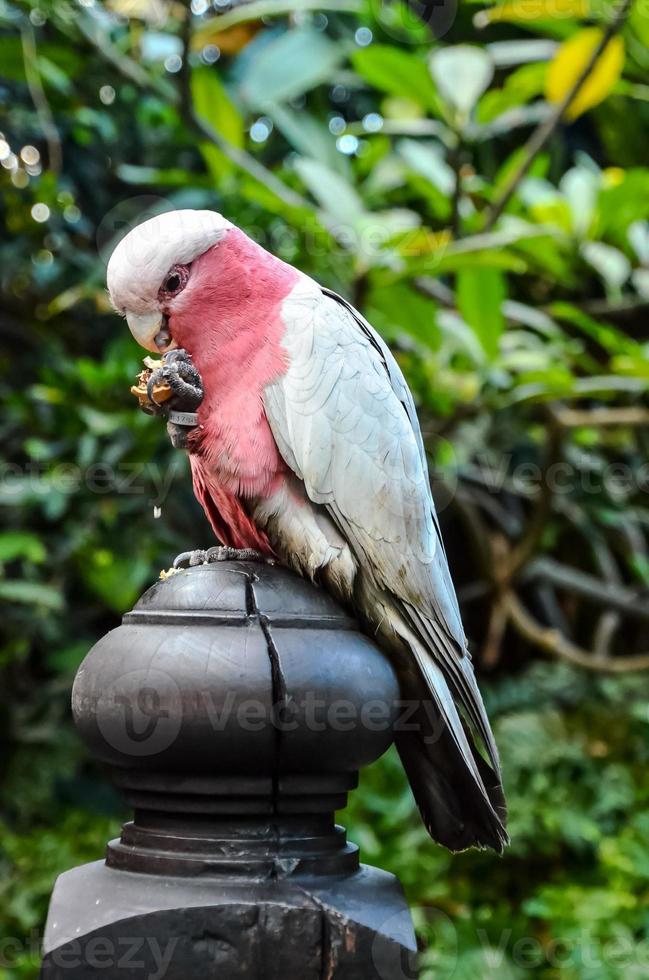 Colorful parrot bird close-up photo