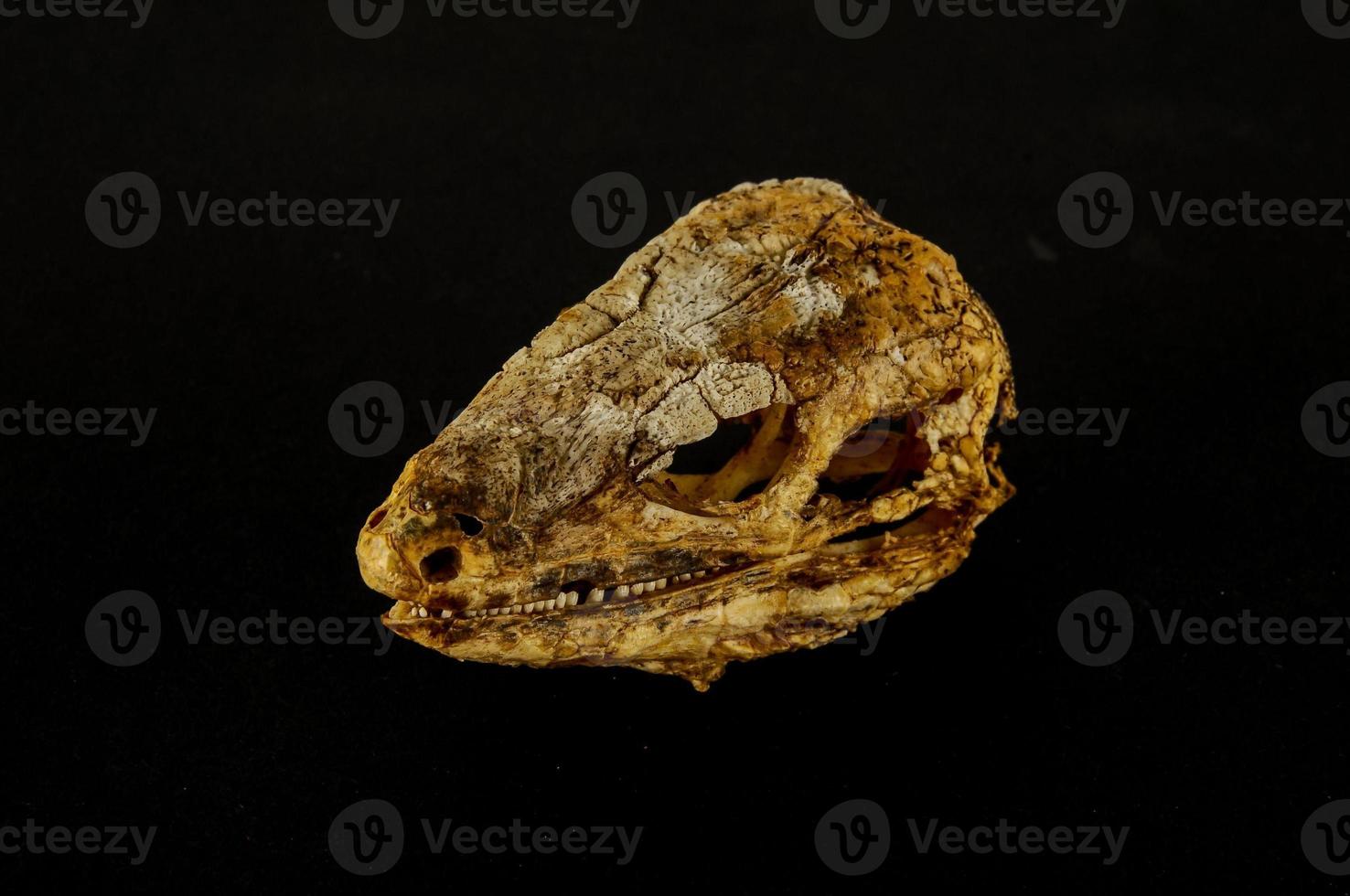 Lizard head on black background photo