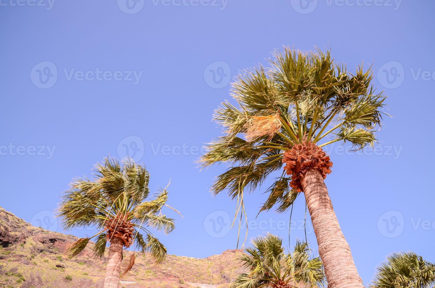 View with palm trees photo