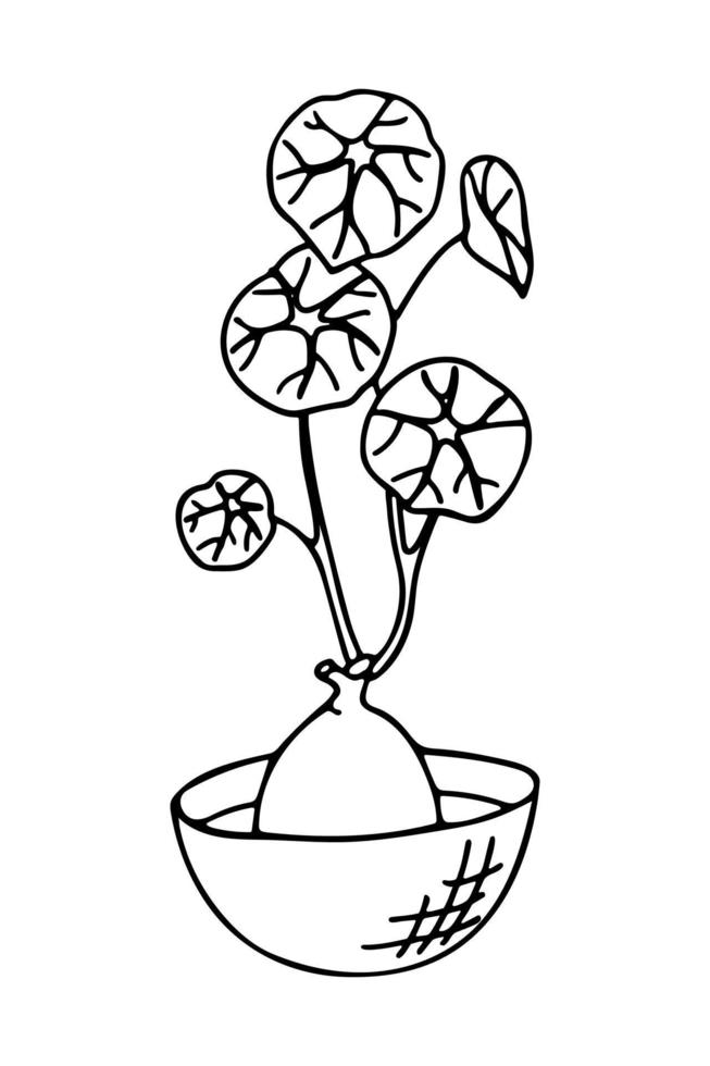 garabato de la planta de la casa en maceta aislado sobre fondo blanco. ilustración vectorial dibujada a mano de la planta stephania erecta. bueno para colorear libros y diseño botánico. vector