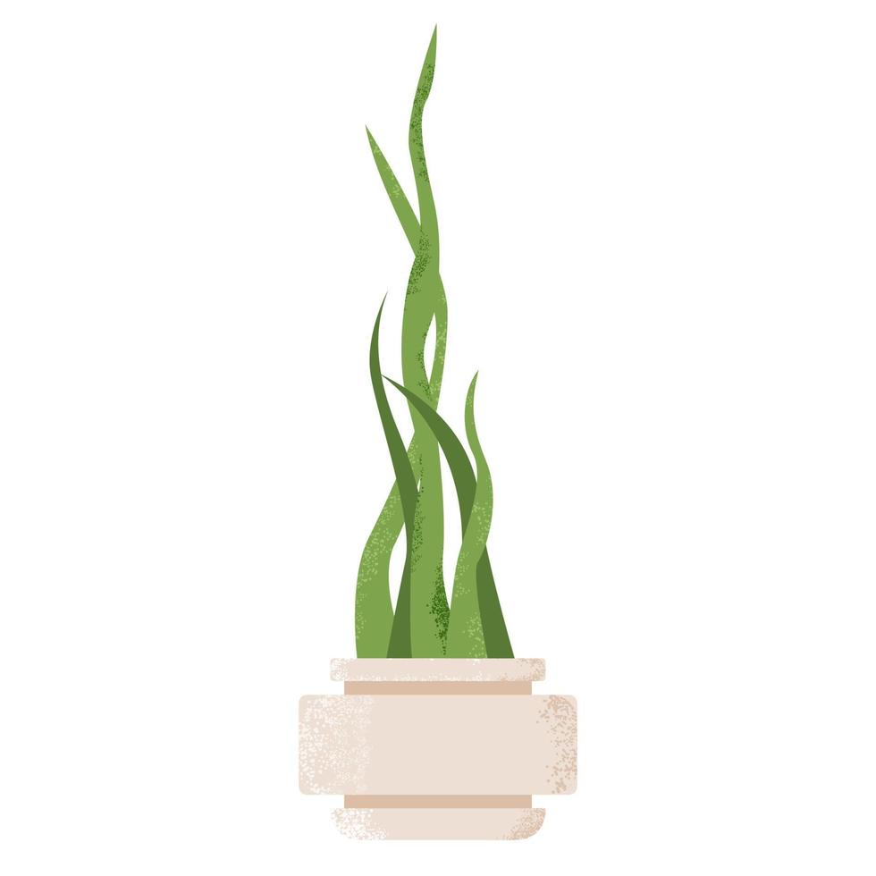 planta de sansevieria aislada sobre fondo blanco. planta de serpiente en maceta. vector