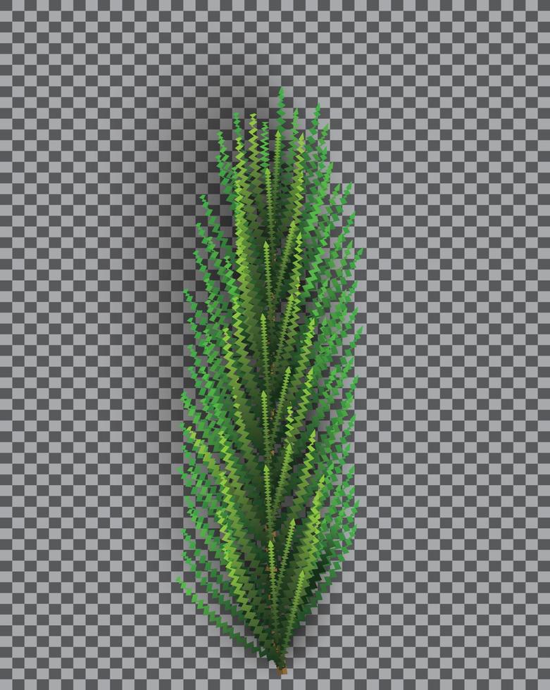 Fir Branch. Christmas Tree. Pine Sprig on Transparent Grid Background. vector