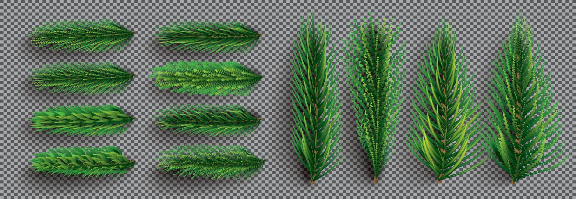 Fir Branches Set. Christmas Tree. Pine Sprigs on Transparent Grid Background. vector