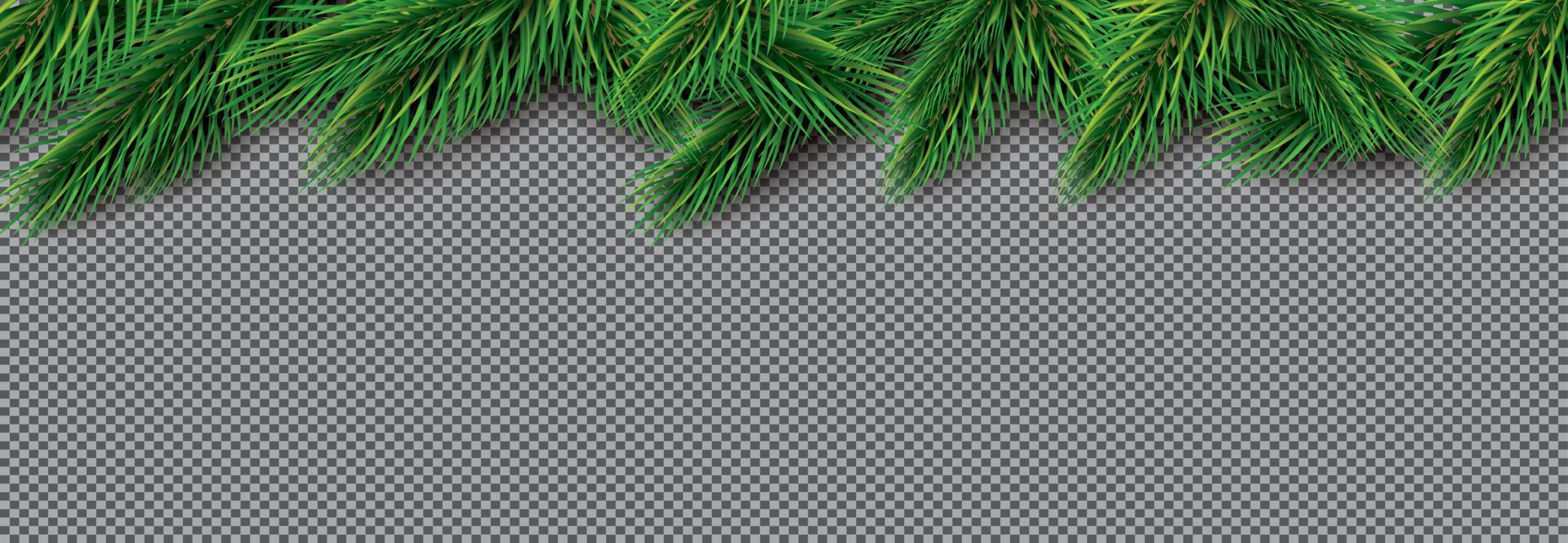 Fir Branch on Transparent Background. Pine Sprigs on Above. vector