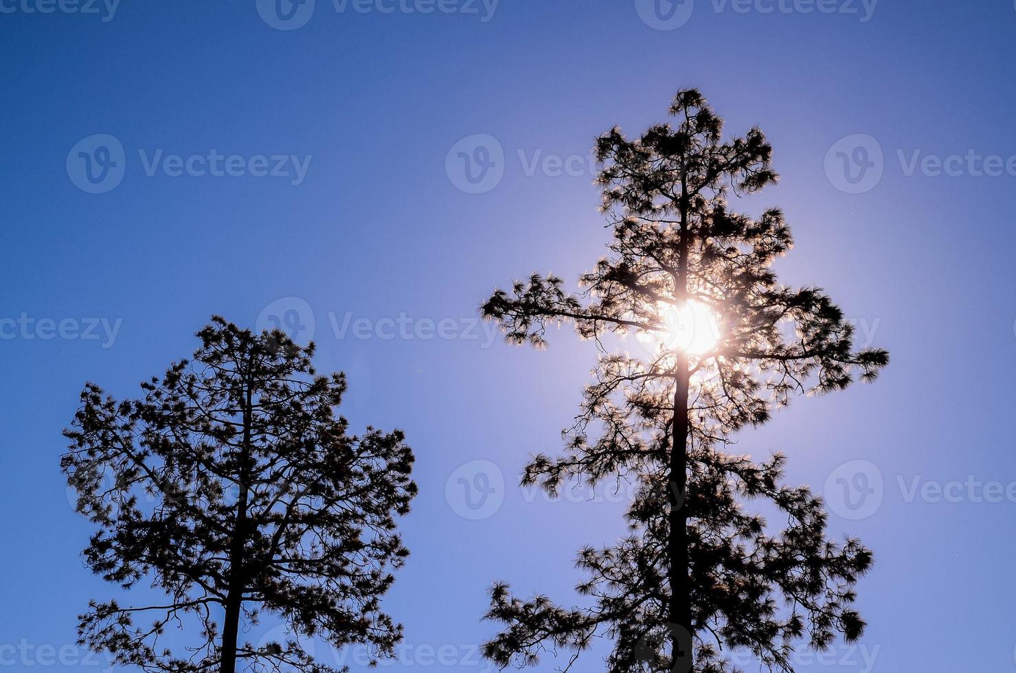 View of trees photo