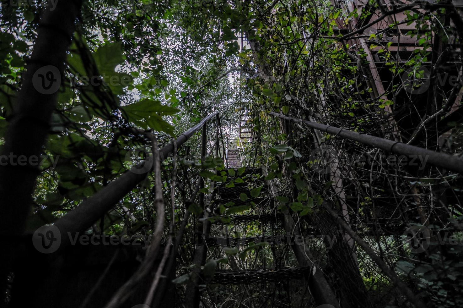 escaleras en la vista del bosque foto