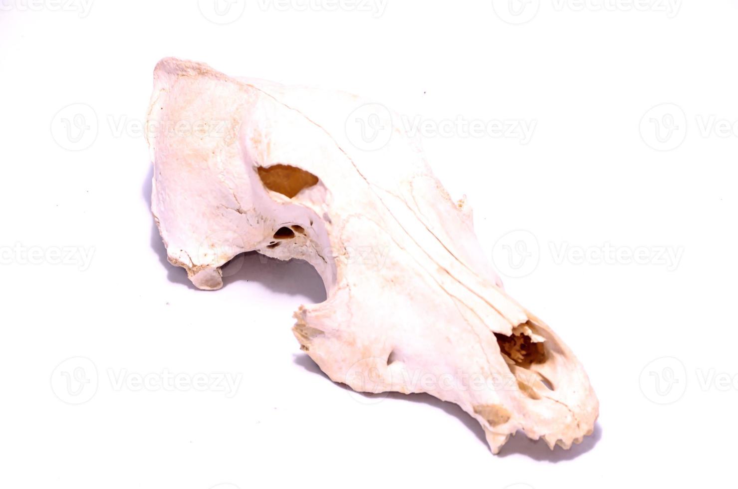 Ram skull on white background photo