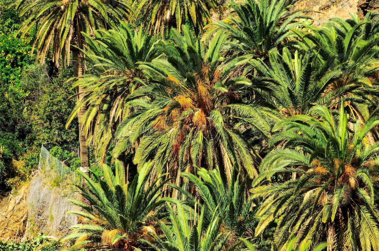View with palm trees photo