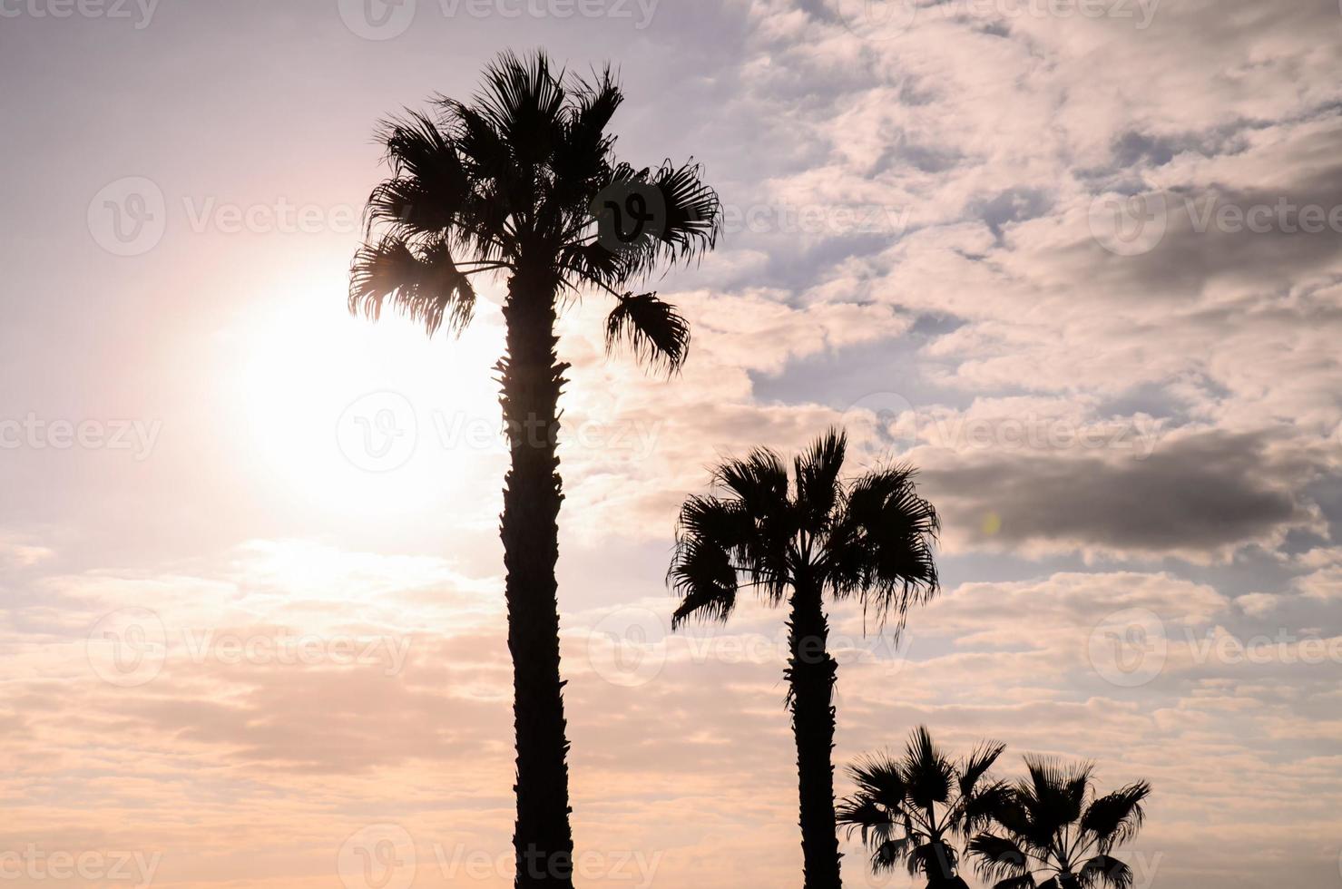 View with palm trees photo