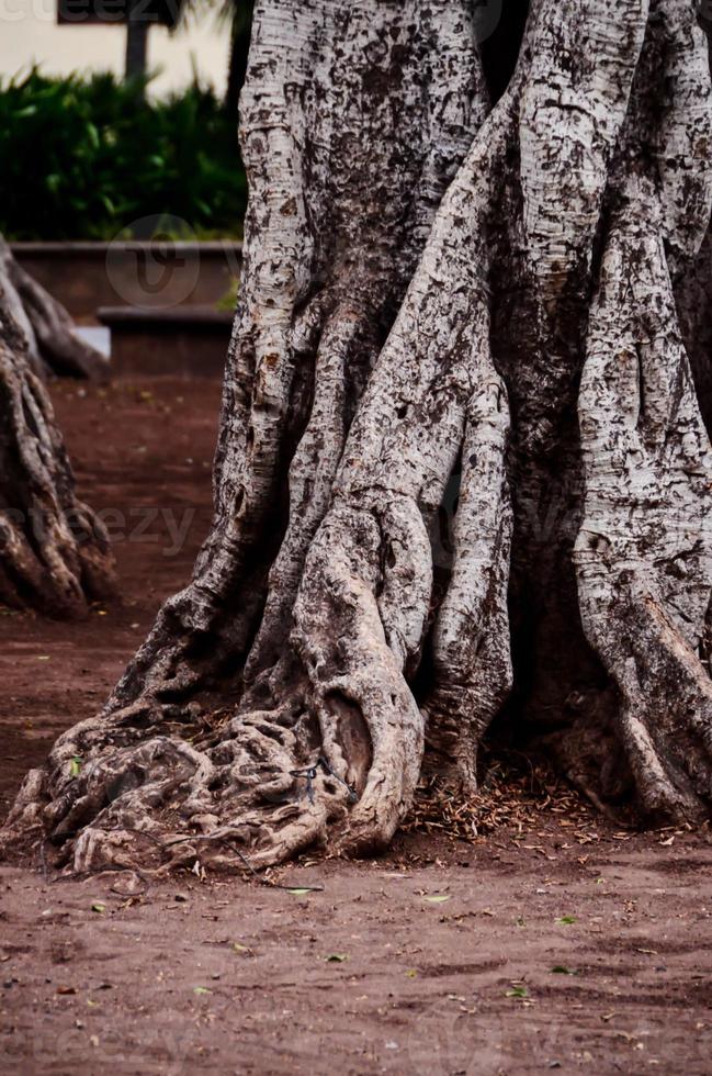 primer plano de raíces de árboles foto