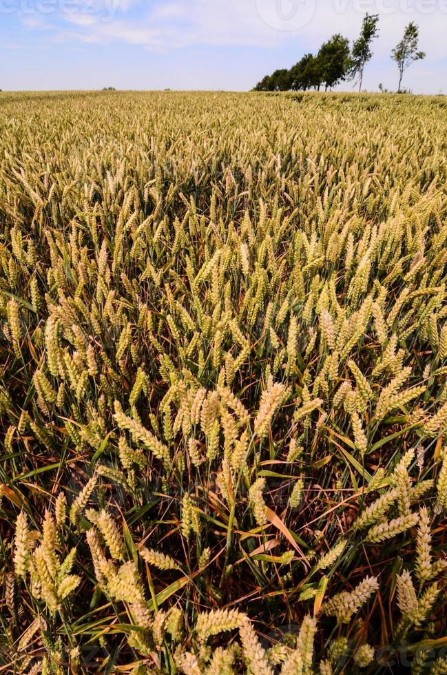 Wheat close-up view photo