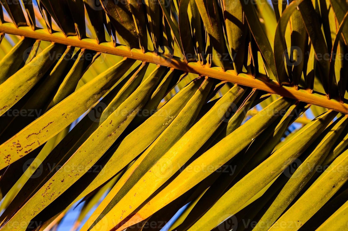 Green plant close-up photo