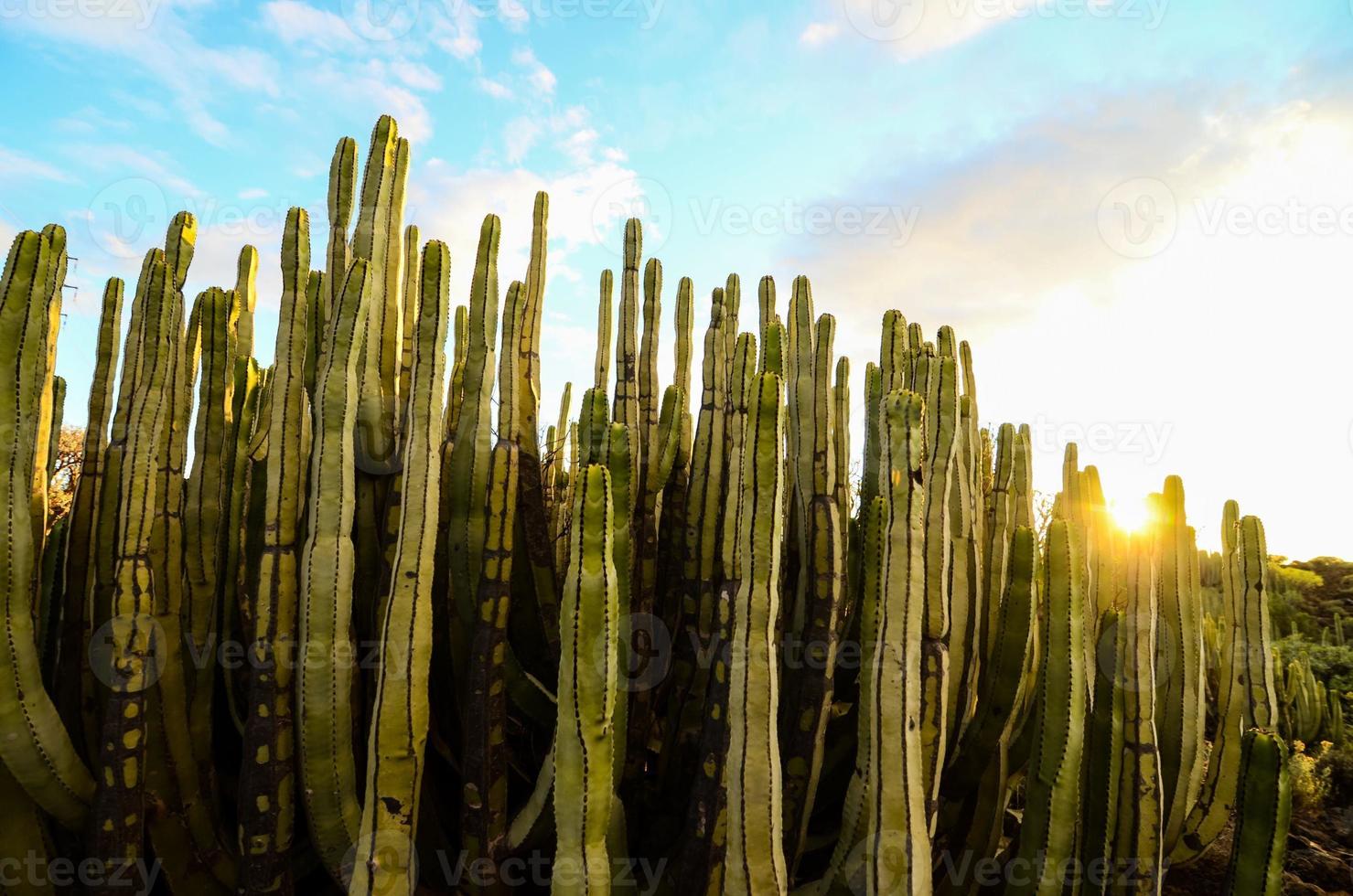 Desert view with cactus photo