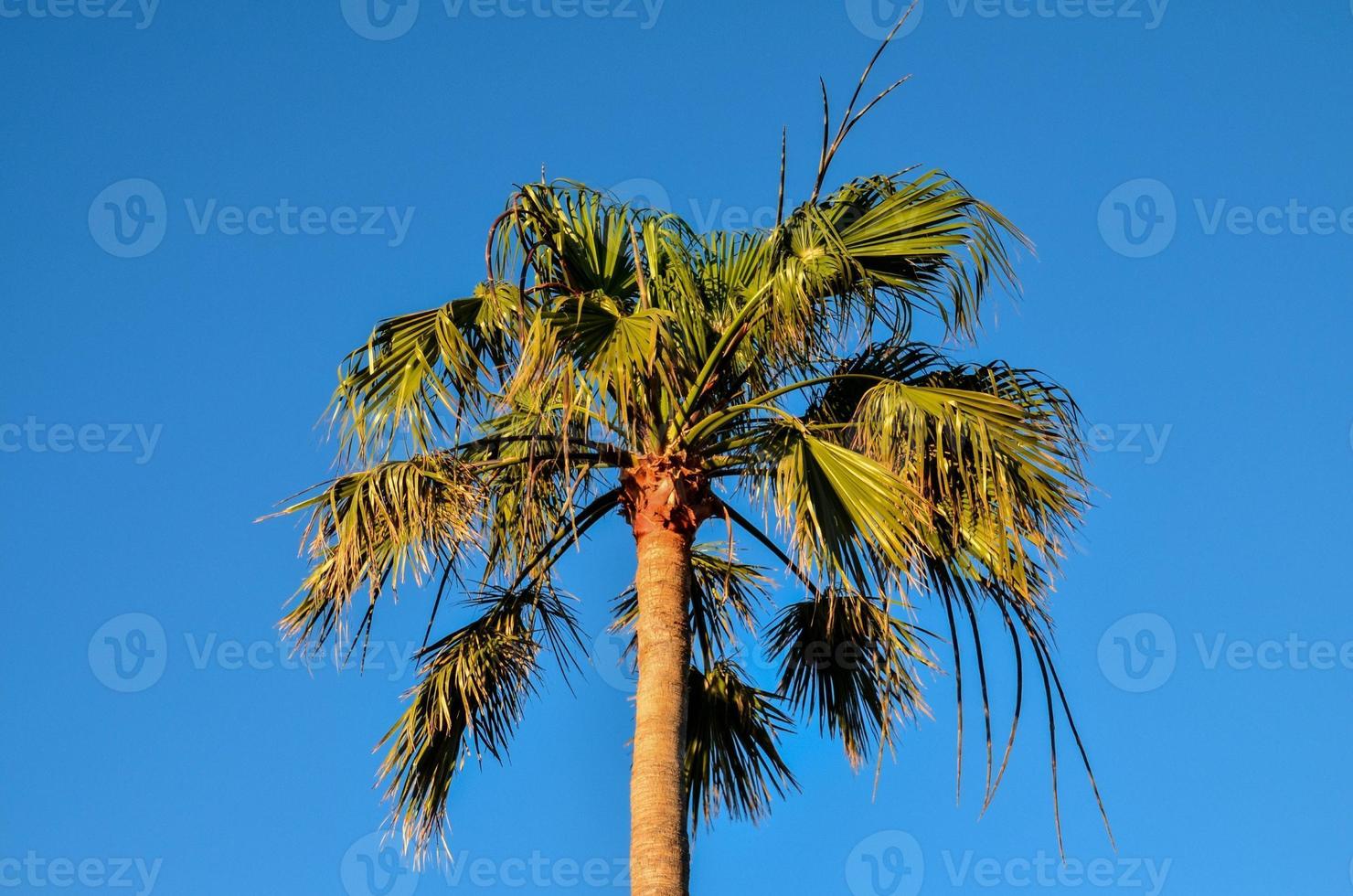 View with palm tree photo