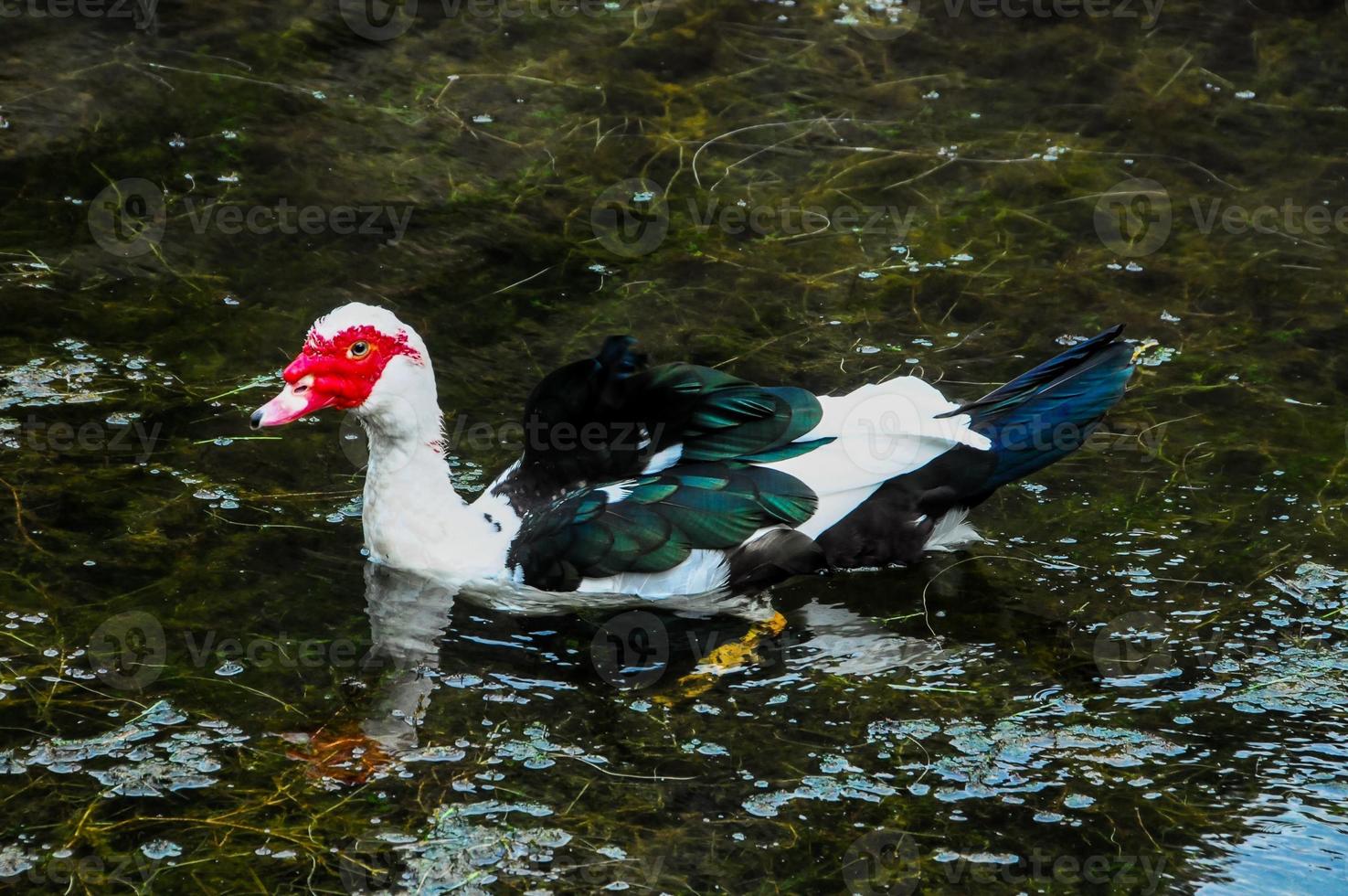 Wild duck on the water photo