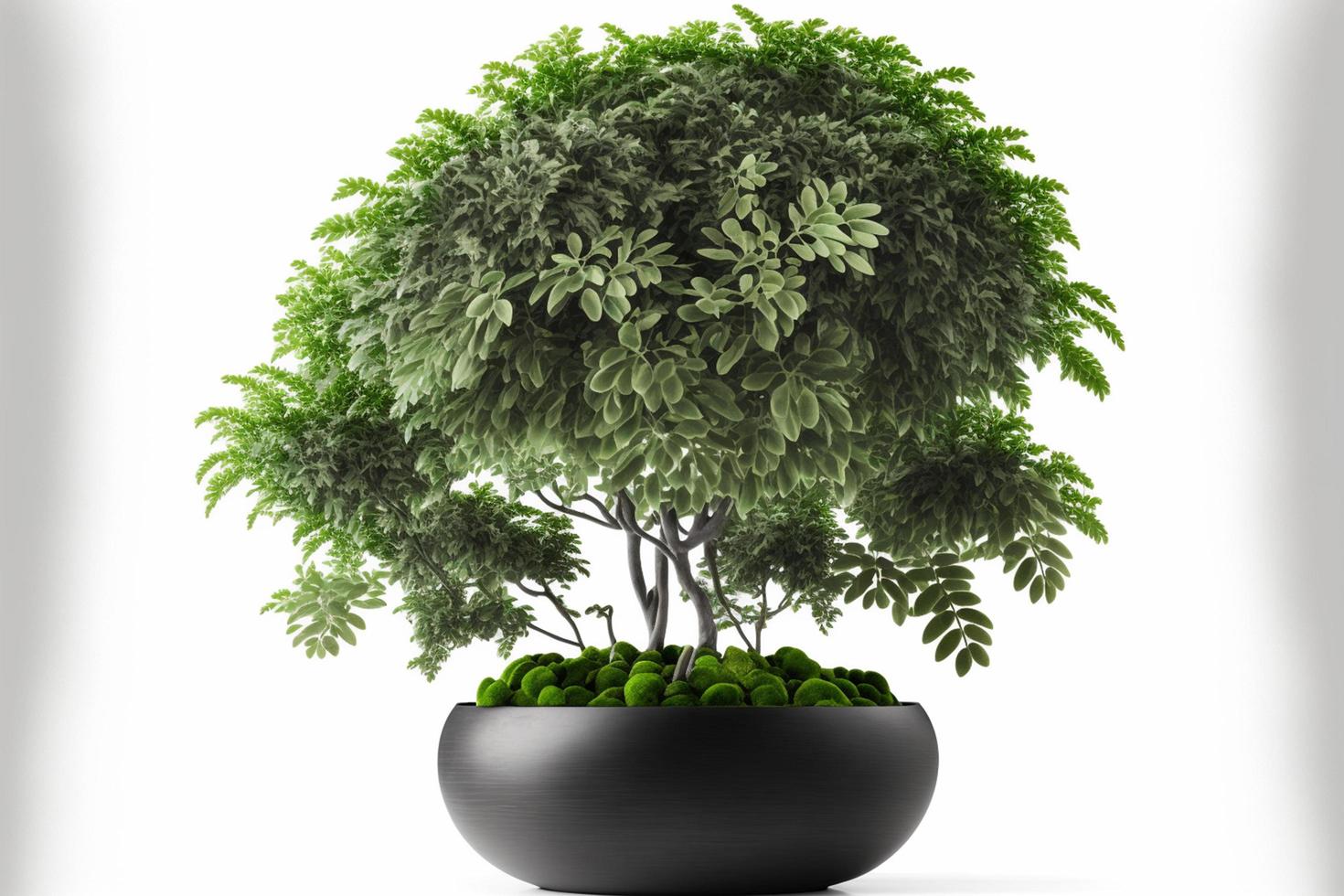stephania erecta en maceta, stephania erecta craib, árbol de hoja esférica verde, plantas ornamentales para minimalista aislado sobre fondo blanco. con trazado de recorte foto