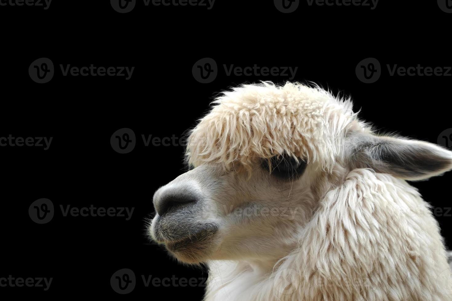 alpaca close up face, isolated black background photo