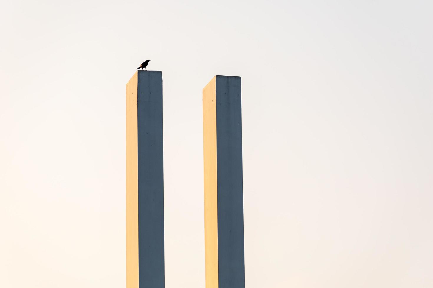 A crow on a tall vertical pole photo