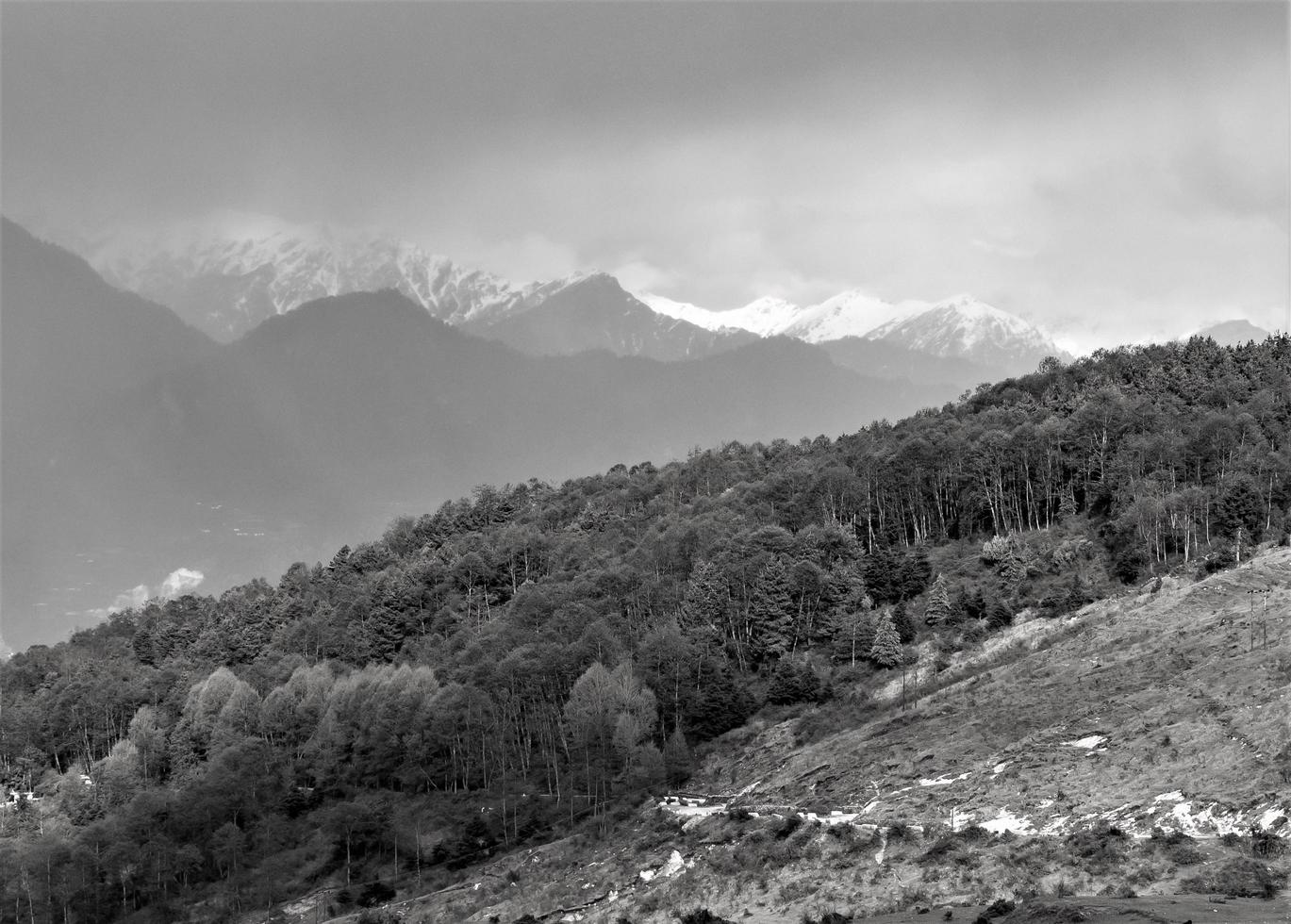 Grayscale landscape of trees with Himalayan mountains photo