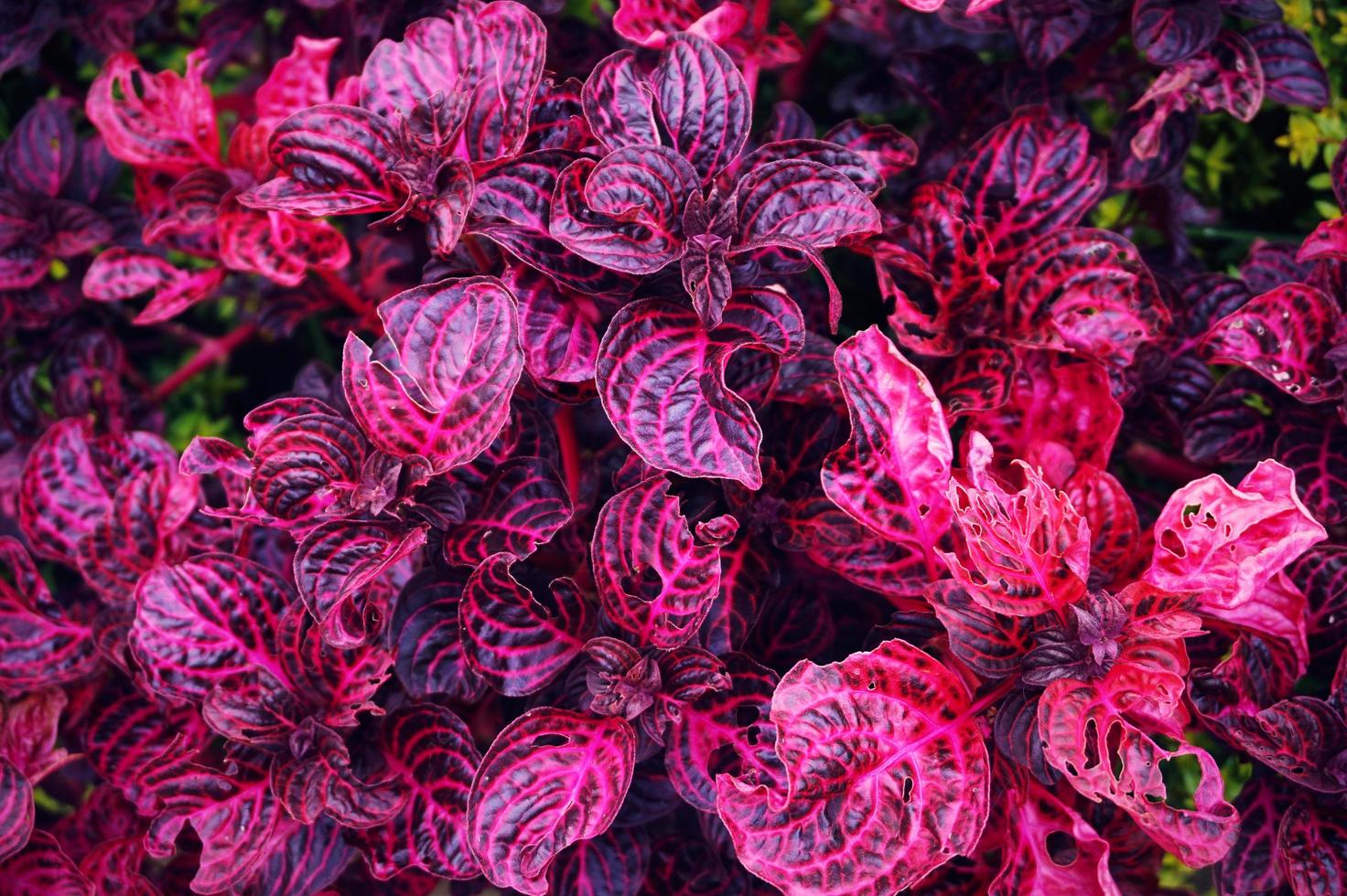 fondo de hoja de iresine herbstii negro y rojo. planta ornamental de hoja  de sangre roja.