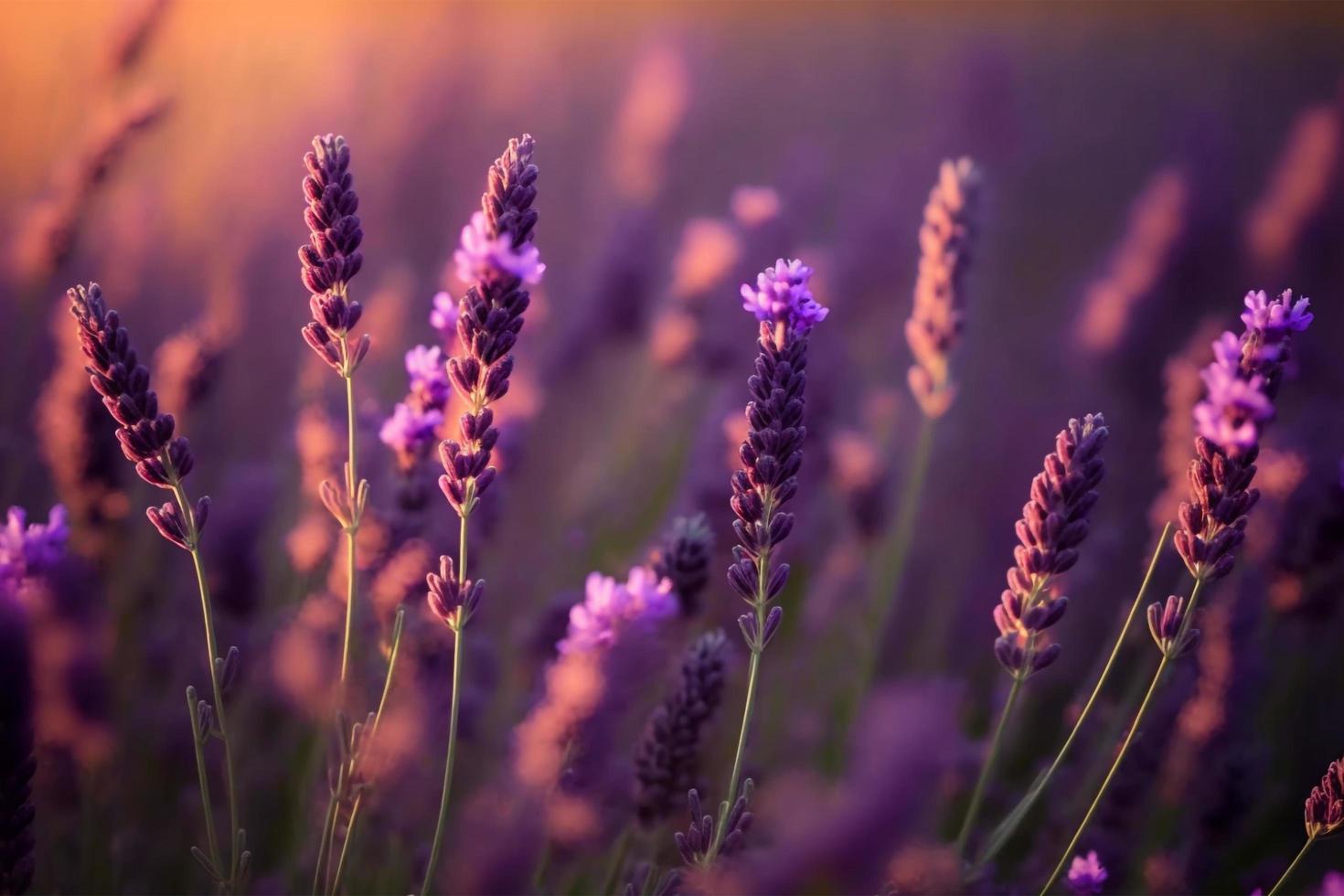 flores de lavanda flagrantes en flor en un campo, primer plano de fondo violeta foto