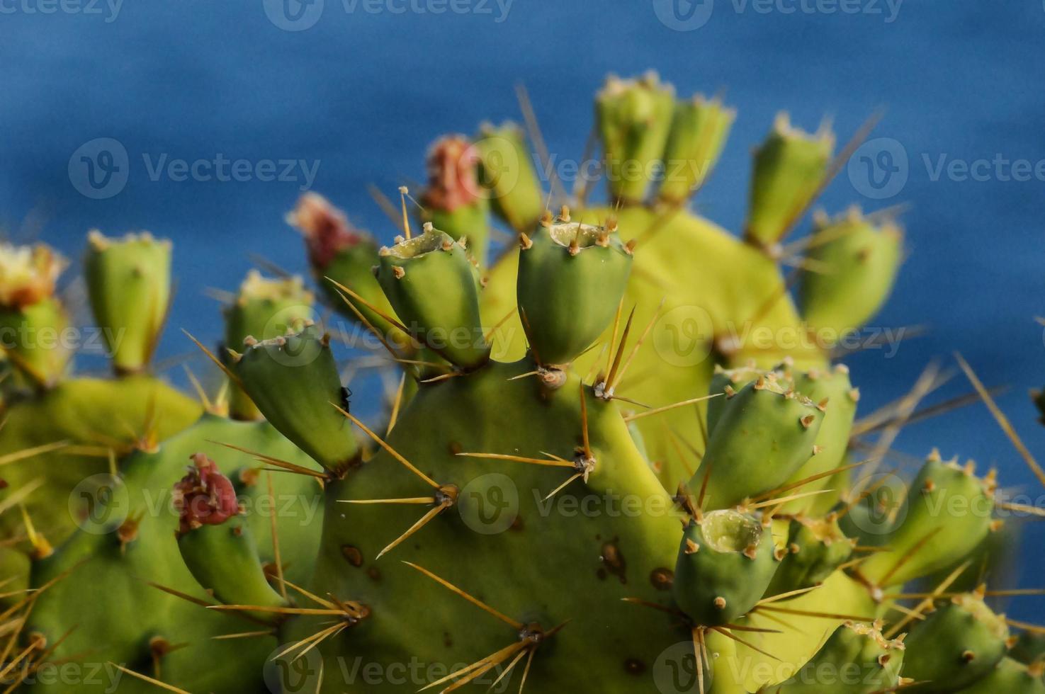 textura de primer plano de cactus foto