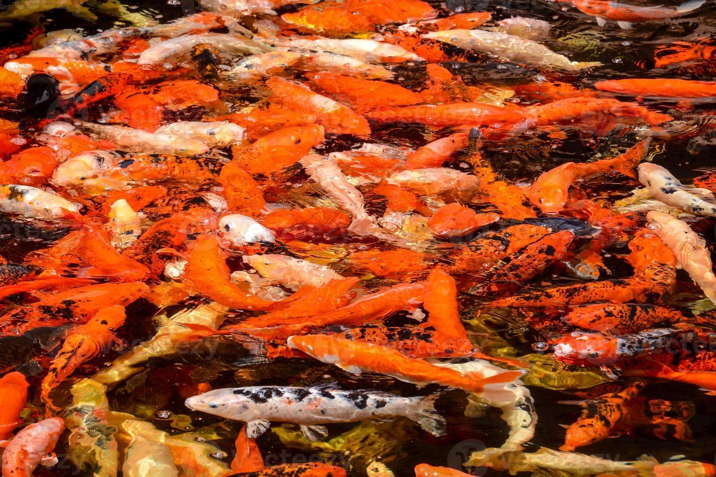 peces en el acuario foto