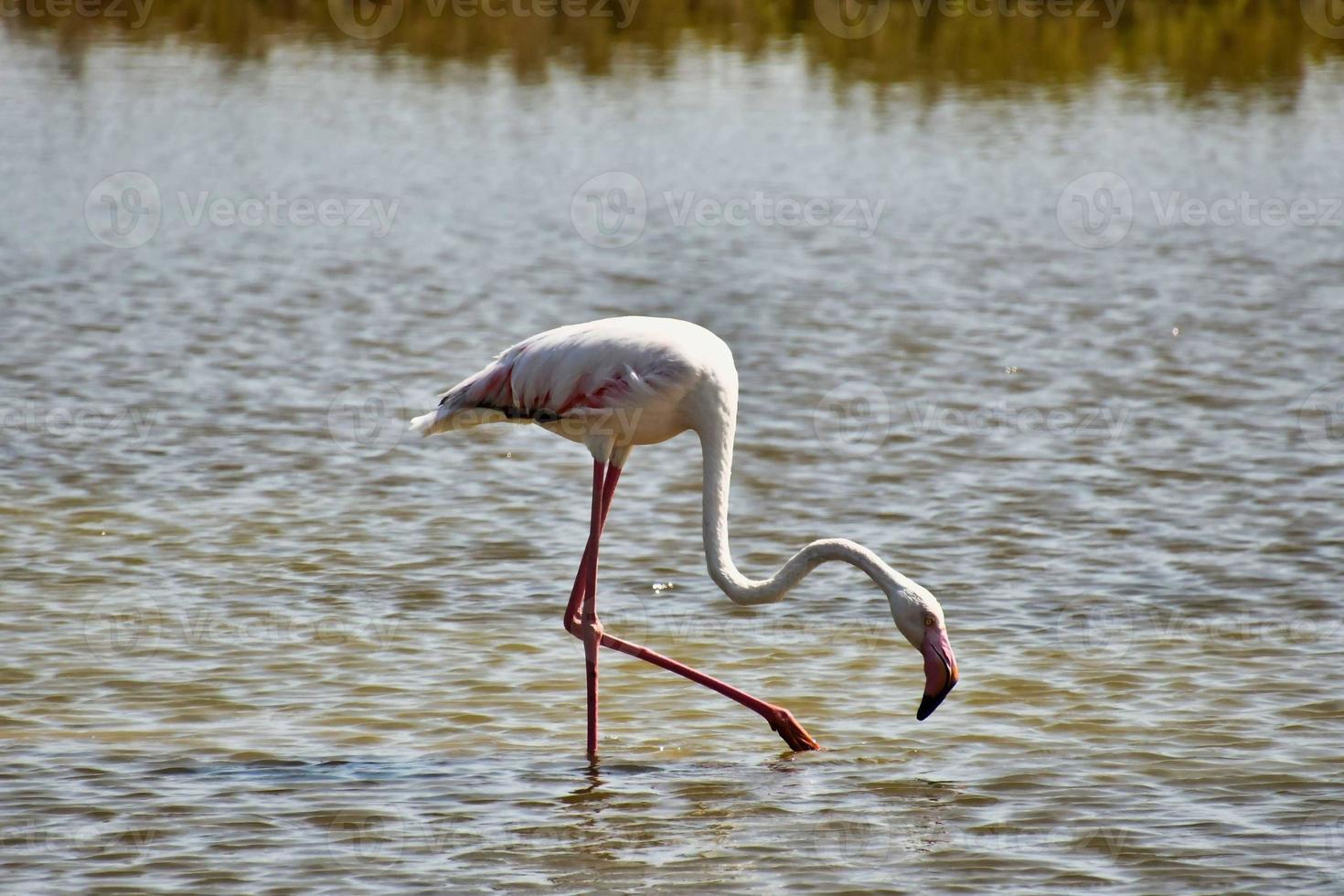 Flamingo by the water photo