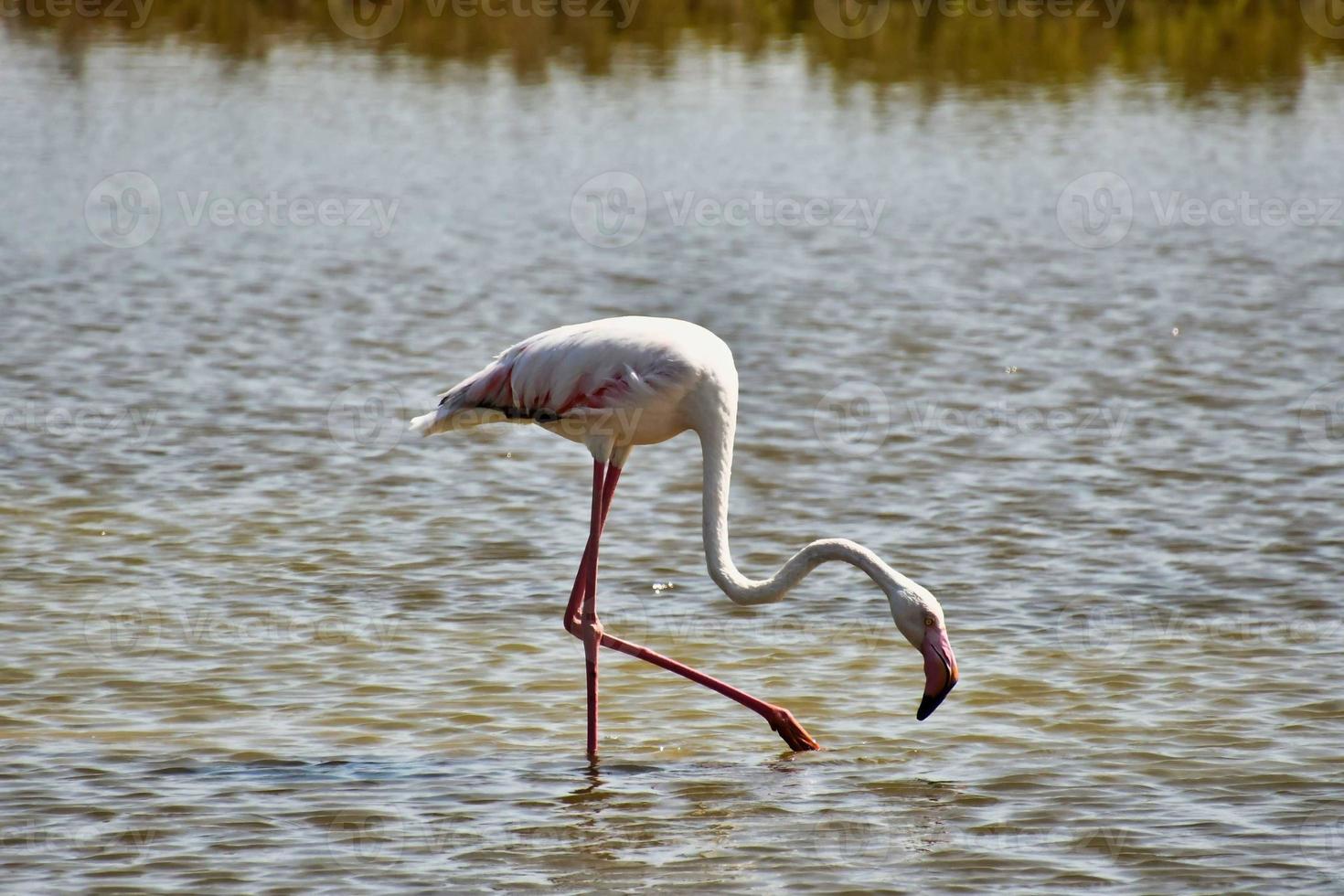 flamenco junto al agua foto