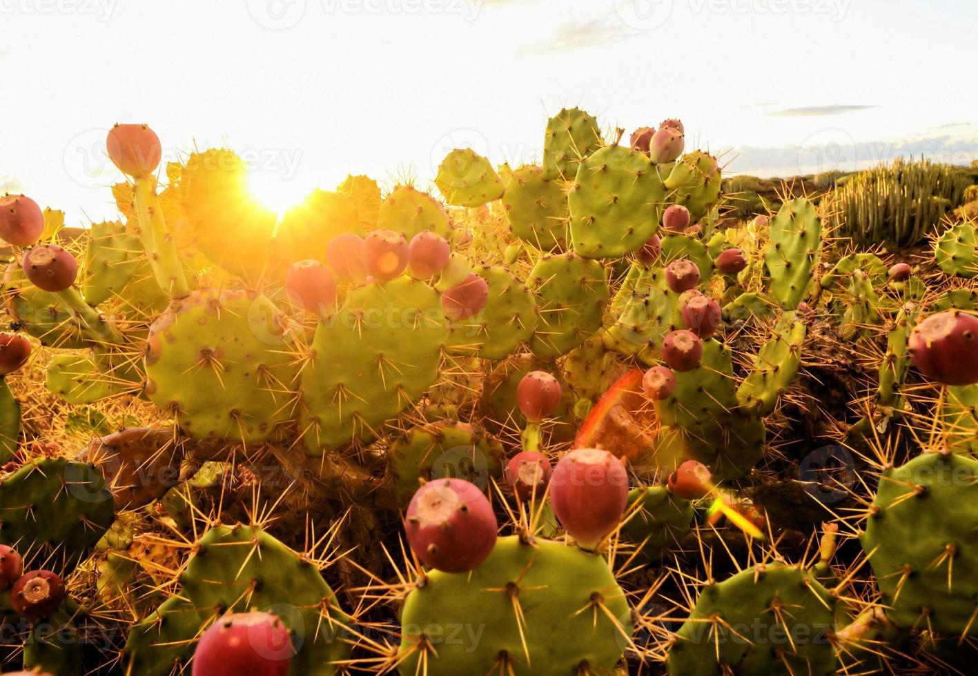 Desert landscape with cactus photo