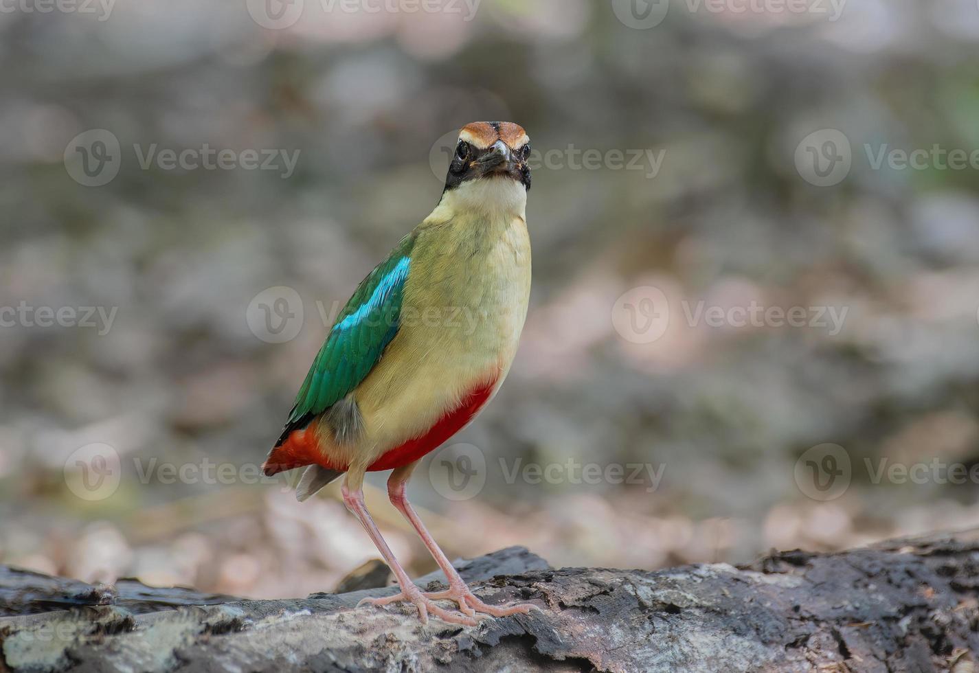 colorful birds in nature Fairy Pitta photo