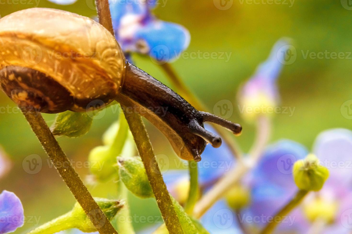 Snail closeup portrait. Little snail in shell crawling on flower and green leaf in garden. Inspirational natural floral spring or summer background. Life of insect. Macro, close up photo
