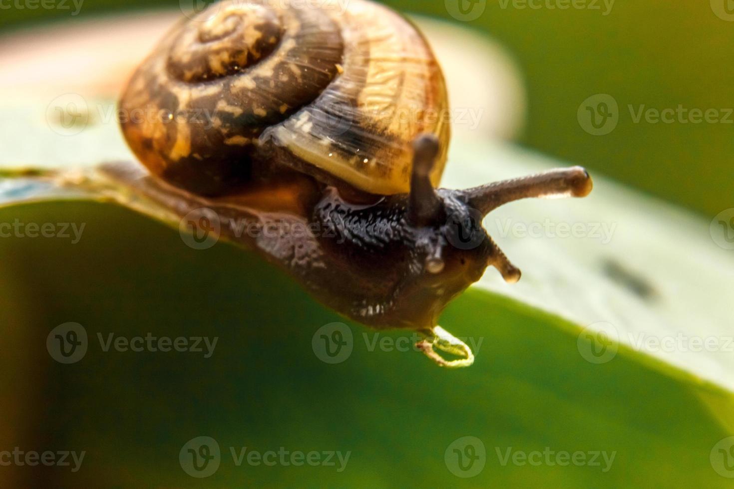Snail closeup portrait. Little snail in shell crawling on green leaf in garden. Inspirational natural spring or summer background. Life of insect. Macro, close up photo
