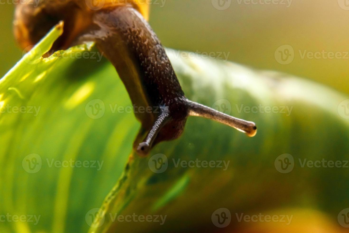 Snail closeup portrait. Little snail in shell crawling on green leaf in garden. Inspirational natural spring or summer background. Life of insect. Macro, close up photo