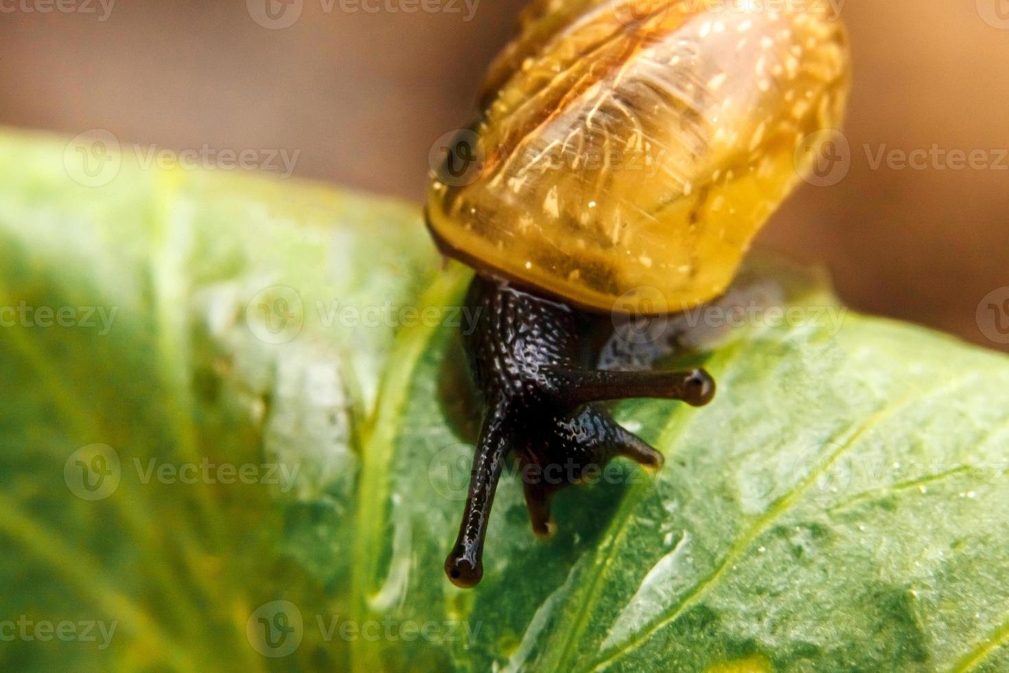 Snail closeup portrait. Little snail in shell crawling on green leaf in garden. Inspirational natural spring or summer background. Life of insect. Macro, close up photo