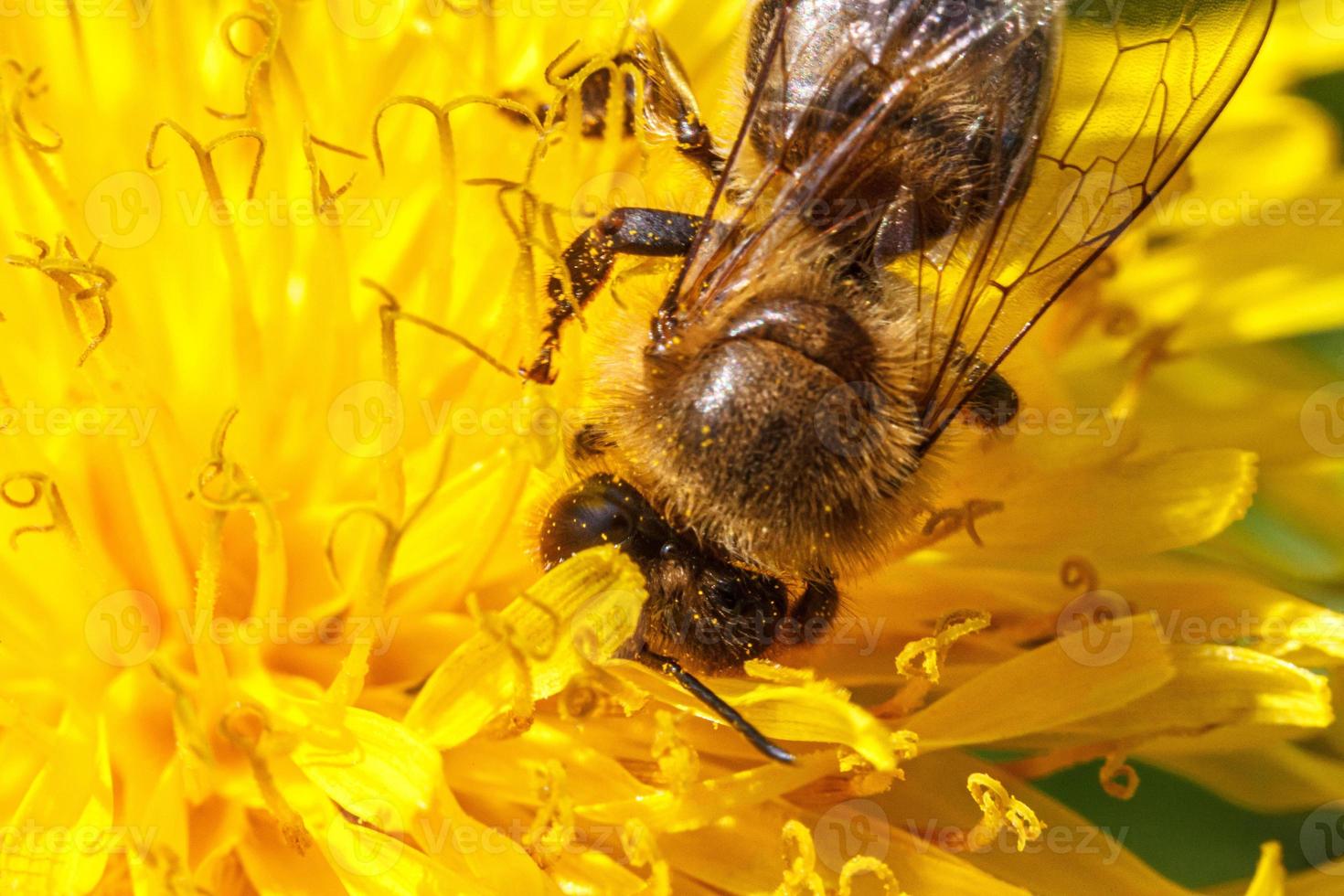 Honey bee covered with yellow pollen drink nectar, pollinating yellow dandelion flower. Inspirational natural floral spring or summer blooming garden background. Life of insects. Macro, close up photo