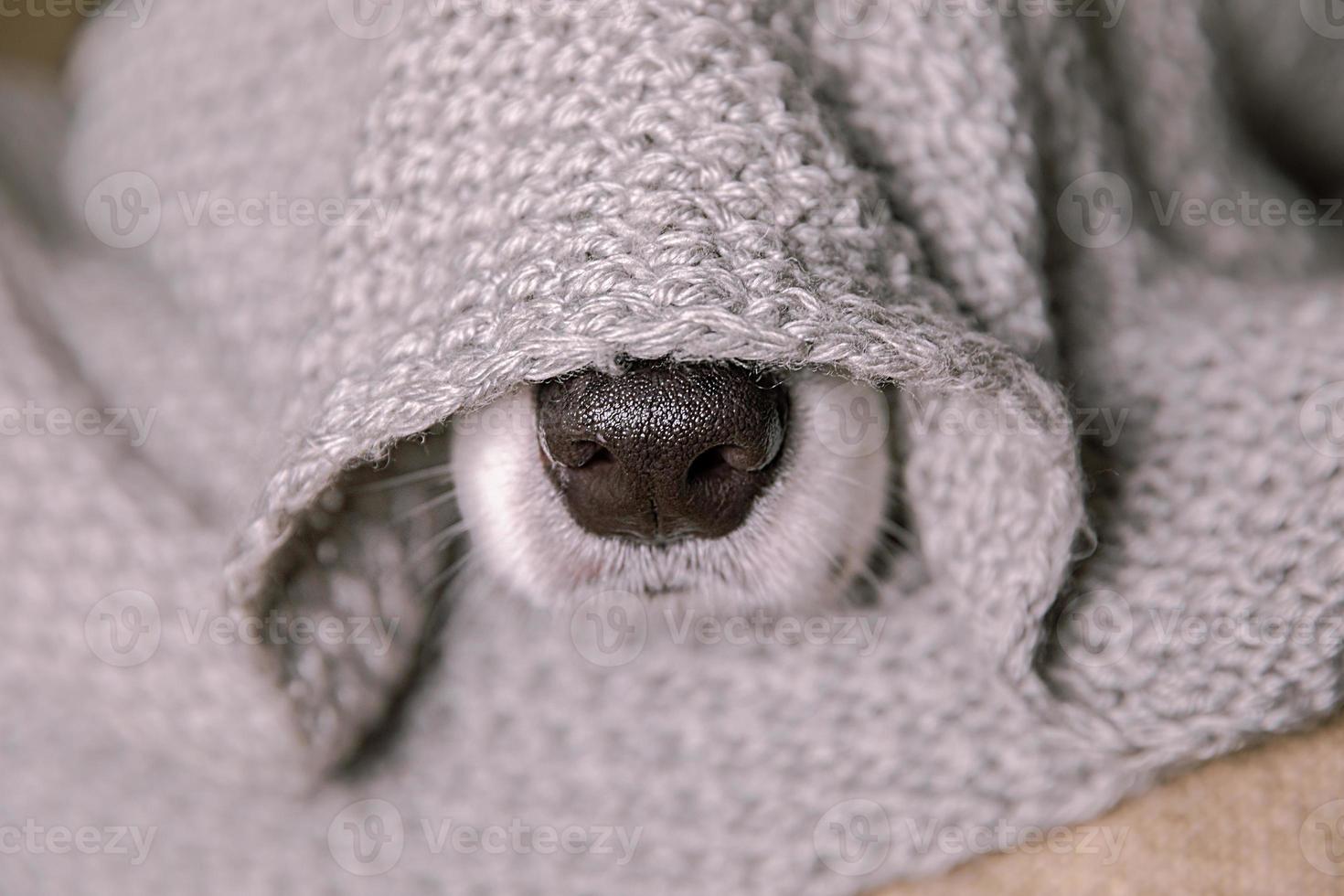 Funny puppy dog border collie lying on couch under warm knitted scarf indoors. Dog nose sticks out from under plaid close up. Winter or autumn fall dog portrait. Hygge mood cold weather concept. photo
