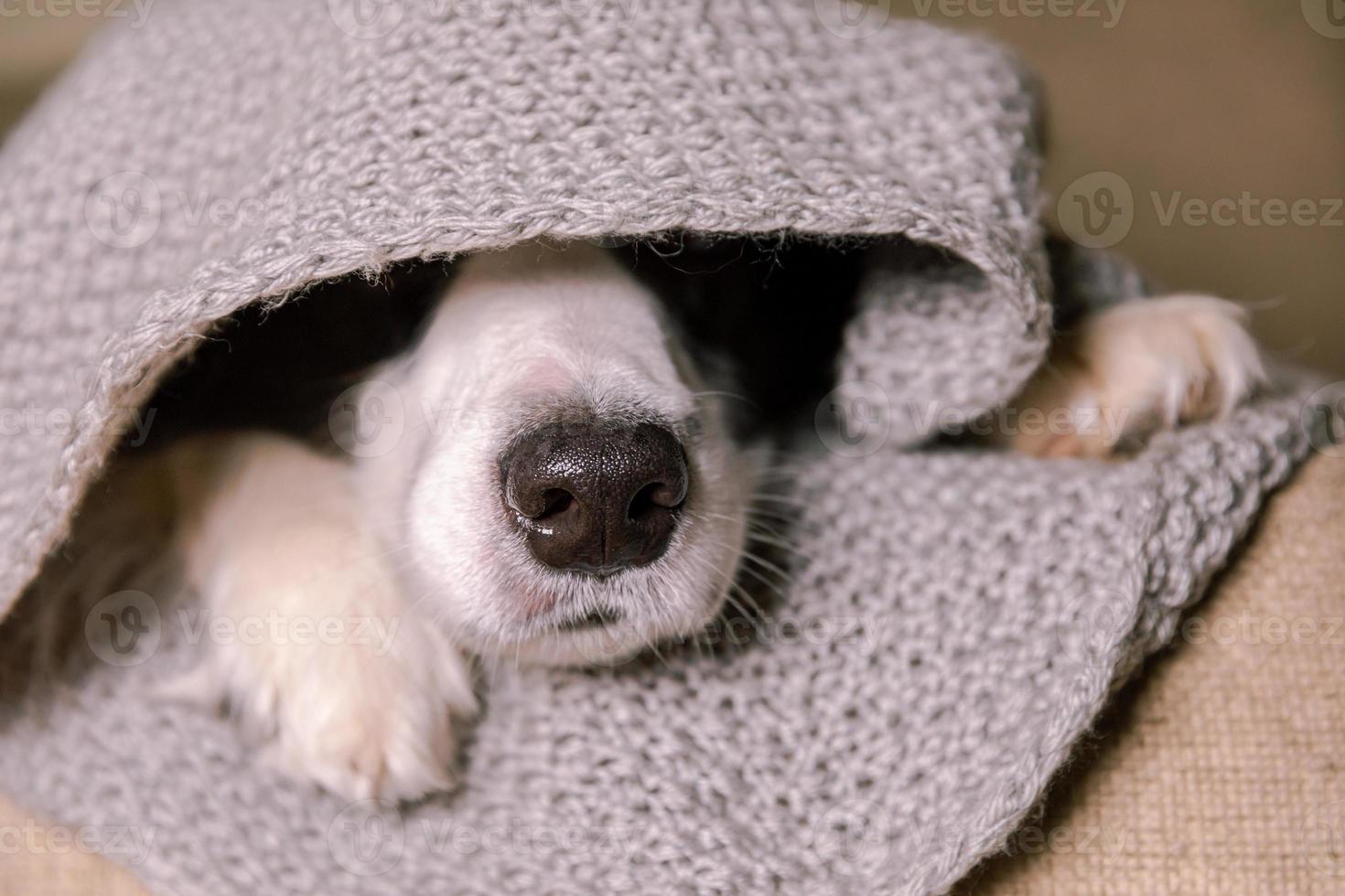 Funny puppy dog border collie lying on couch under warm knitted scarf indoors. Dog nose sticks out from under plaid close up. Winter or autumn fall dog portrait. Hygge mood cold weather concept. photo