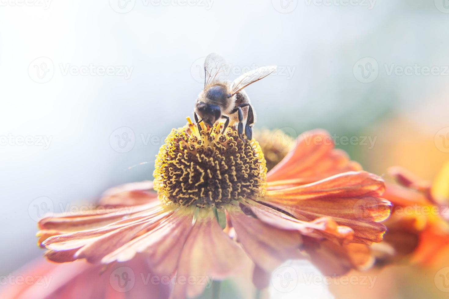 Honey bee covered with yellow pollen drink nectar, pollinating orange flower. Inspirational natural floral spring or summer blooming garden or park background. Life of insects. Macro close up. photo