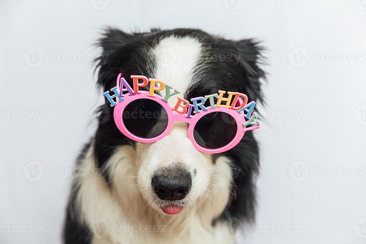 Happy Birthday party concept. Funny cute puppy dog border collie wearing birthday silly eyeglasses isolated on white background. Pet dog on Birthday day. photo